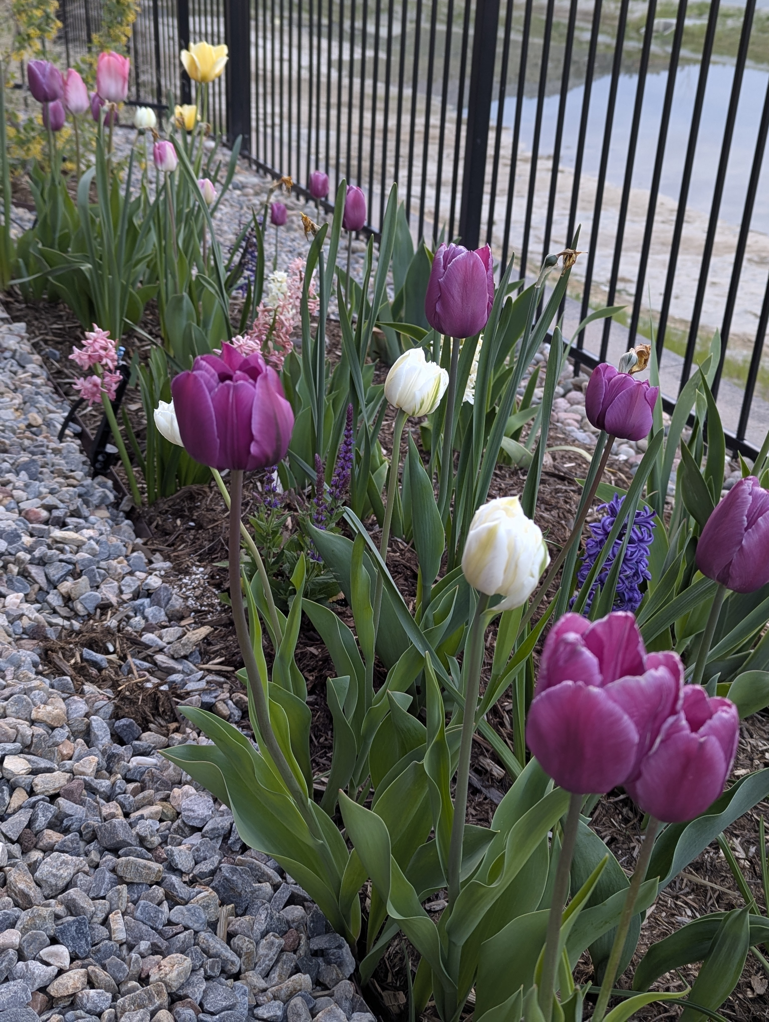 Garden, Flowers, Morrison, Colorado